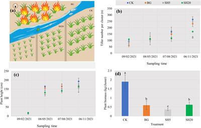 Deep mowing rather than fire restrains grassland Miscanthus growth via affecting soil nutrient loss and microbial community redistribution